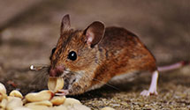 24 Hour & Emergency Exterminators in Ogdensburg, PA